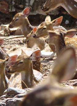Deer-Park-Tirupathi