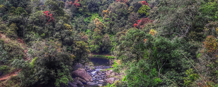 Silent Valley National Park - Adventure - Kerala