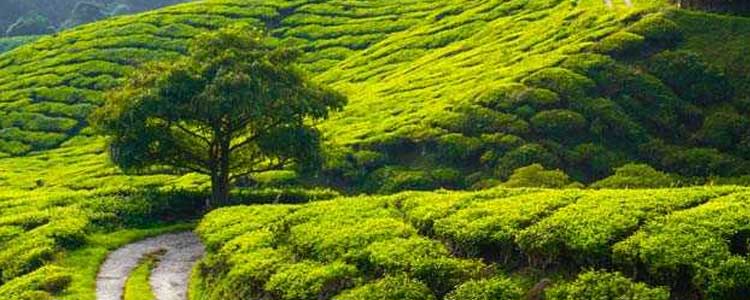Wayanad Nature Tours - Adventure - Kerala