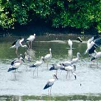 mangalavanam-bird-sanctuary-kochi