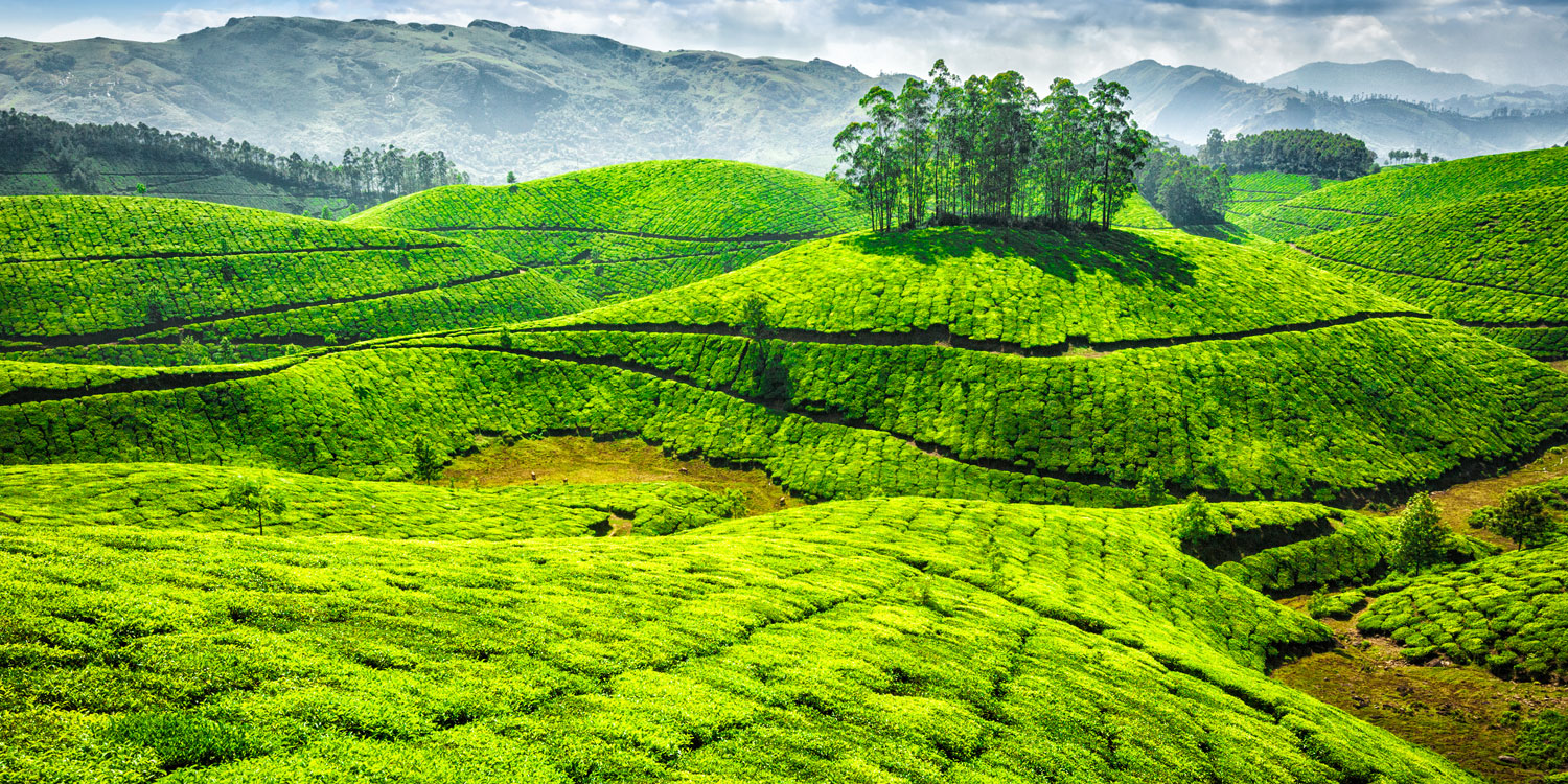 tour-to-cochin-and-munnar-southtourism.in