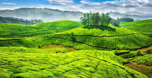 Tour to Cochin and Munnar