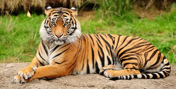 Wildlife Tour