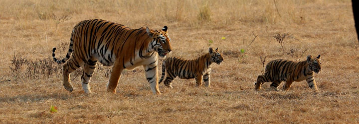 tiger-trails-Southtourism.in