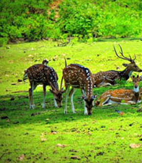 Kinnerasani Wildlife Sanctuary