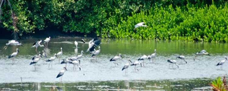 Mangalavanam Bird Sanctuary