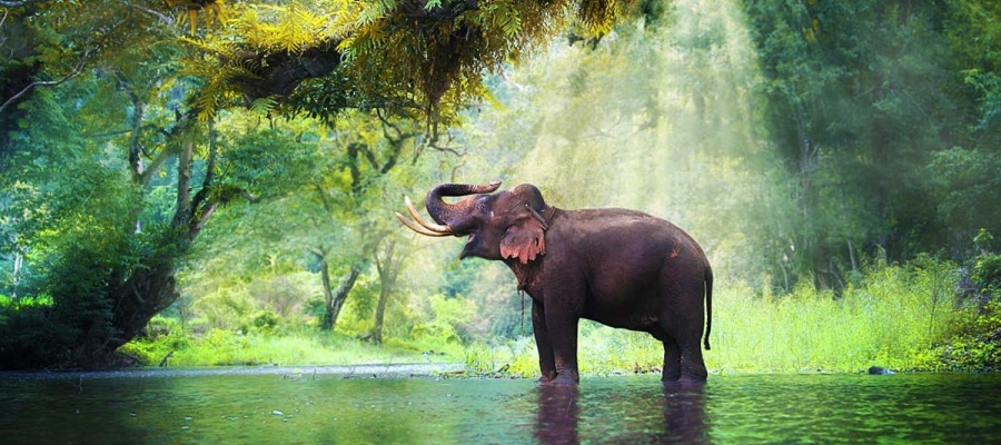 Top 10 Wildlife Sanctuaries In South India