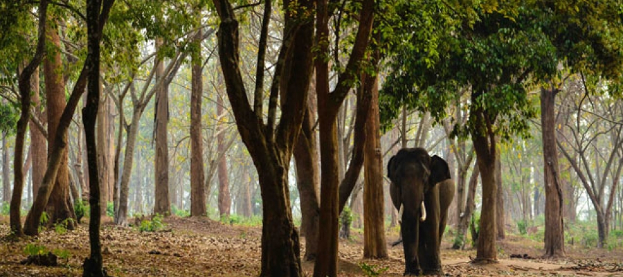 Must Visit Hill Stations In South India During Summer