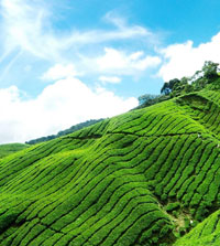 munnar-tea-plantation